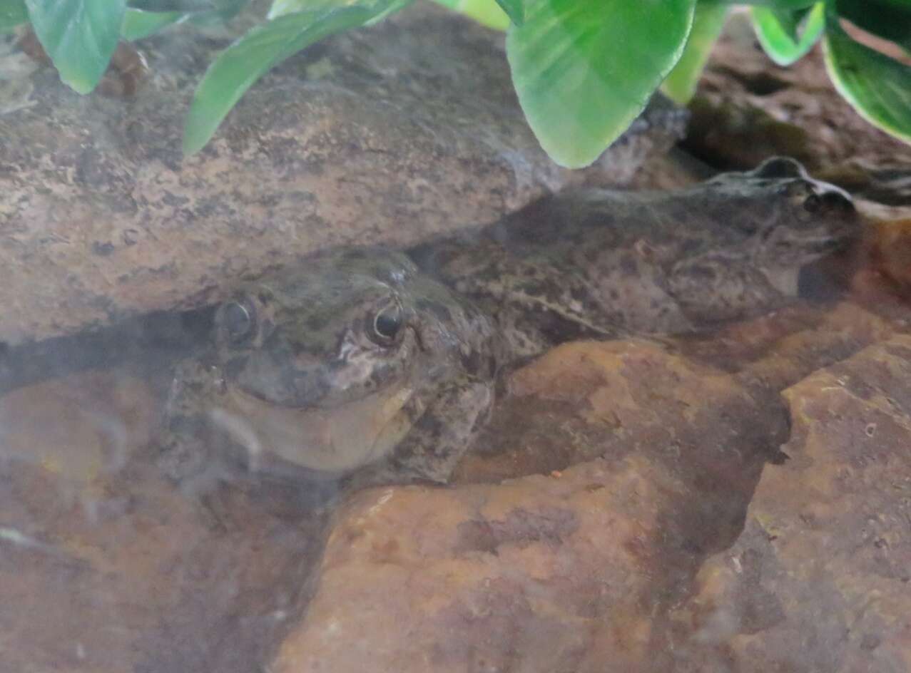 Image of Patagonia Frog