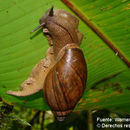 Image de Euglandina gigantea Pilsbry 1926