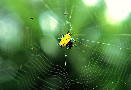 Image of Spiny orb-weaver