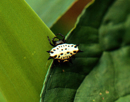 Image of Spiny orb-weaver