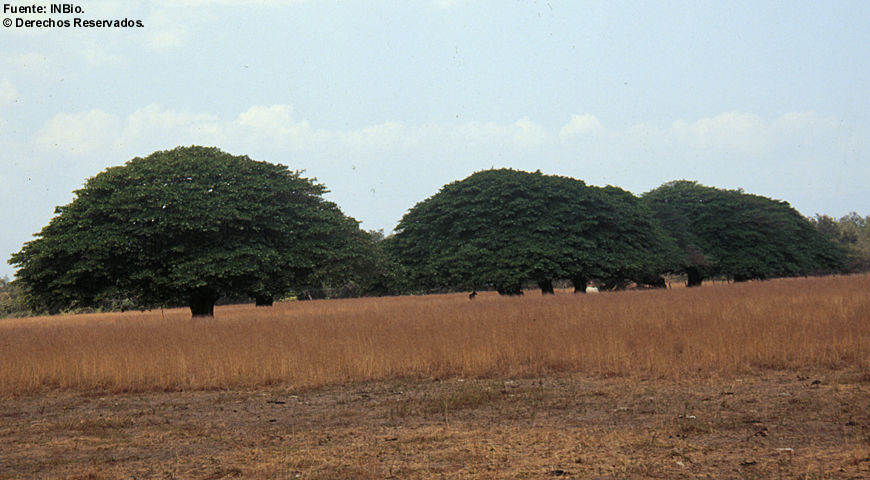 Image of Ficus goldmanii Standl.