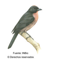 Image of Black-cheeked Ant Tanager