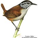 Image of Gray-breasted Wood-Wren