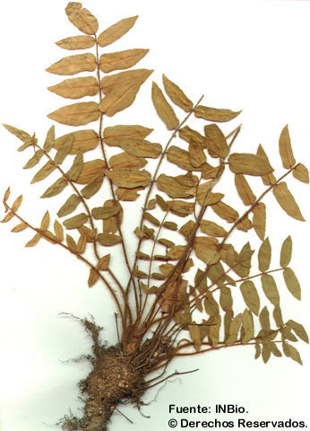 Image of Hemionitis rufa (L.) Sw.