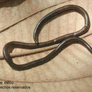 Image of Costa Rica Blind Snake