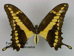 Image of Eastern Giant Swallowtail