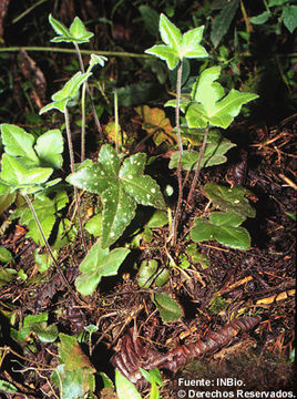 Image de Hemionitis palmata L.