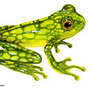 Image of Starrett's Glass Frog