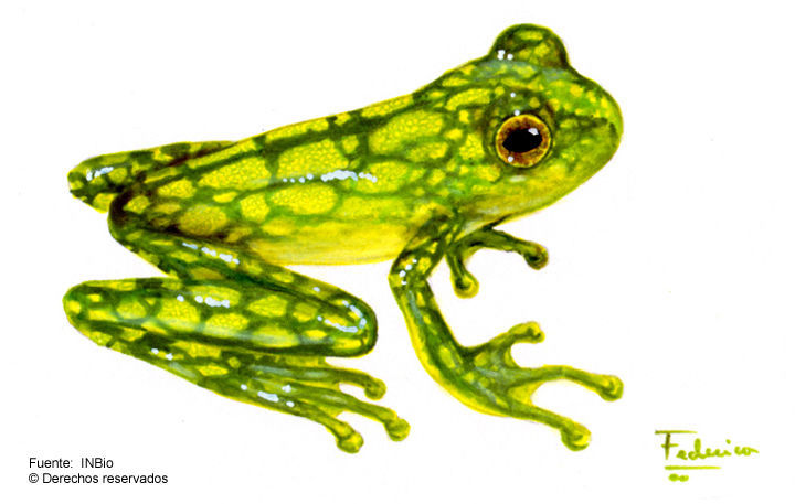 Image of Starrett's Glass Frog