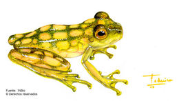 Image of La Palma Glass Frog