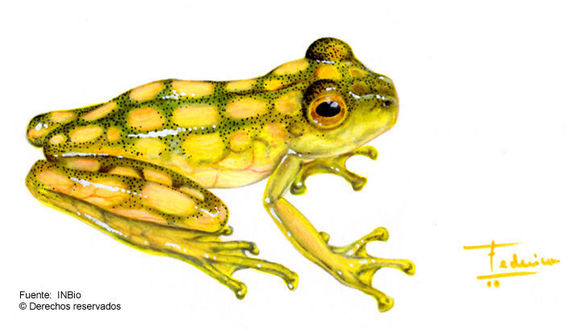 Image of La Palma Glass Frog