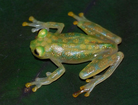 Image of La Palma Glass Frog