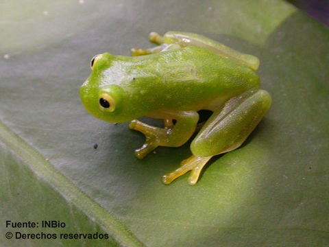 Image of Fleischmann's Glass Frog