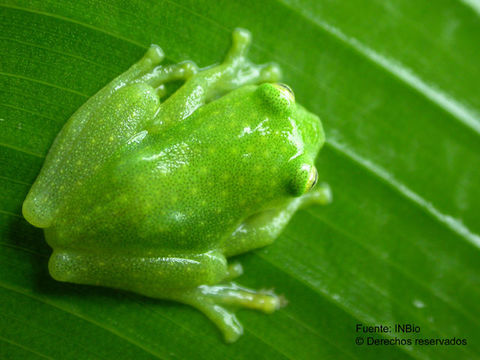 Image of Fleischmann's Glass Frog