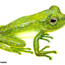 Image of Suretka Glass Frog