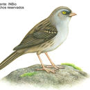 Junco vulcani (Boucard 1878) resmi