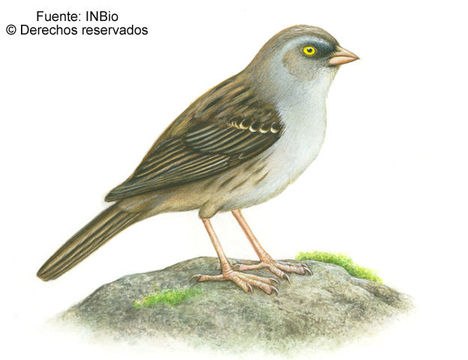 Junco vulcani (Boucard 1878) resmi