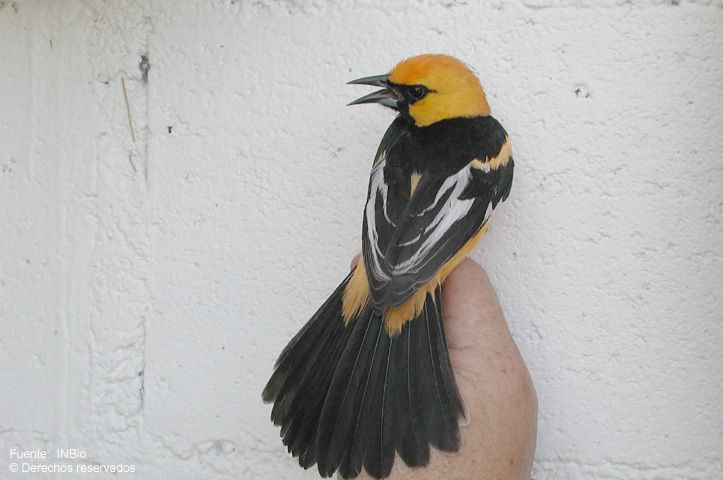 Image of Spot-breasted Oriole