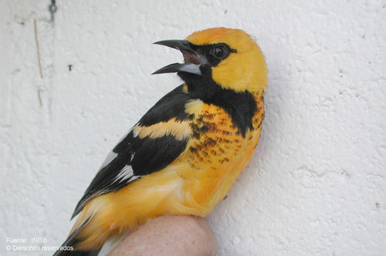 Image of Spot-breasted Oriole