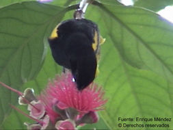 Image of Black-cowled Oriole