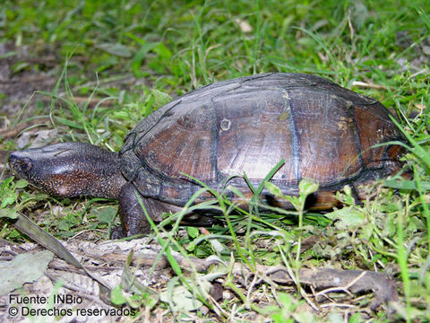 Image of Scorpion mud turtle