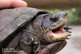 Image of Scorpion mud turtle