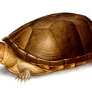 Image of Central American Mud Turtle