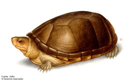 Image of Central American Mud Turtle