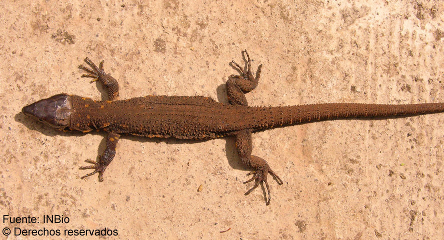 Image of Tropical night lizards