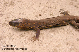 Image of Tropical night lizards