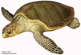 Image of Ridley sea turtles