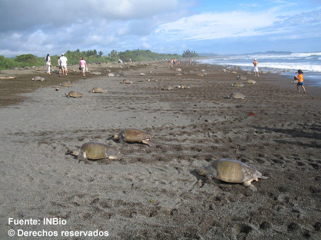 Image of Ridley sea turtles