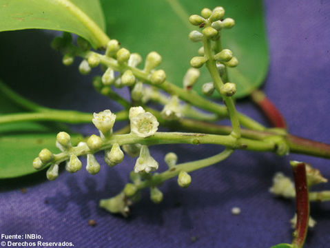 Image of White Mangroves