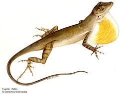 Image of <i>Norops polylepis</i> Peters 1873