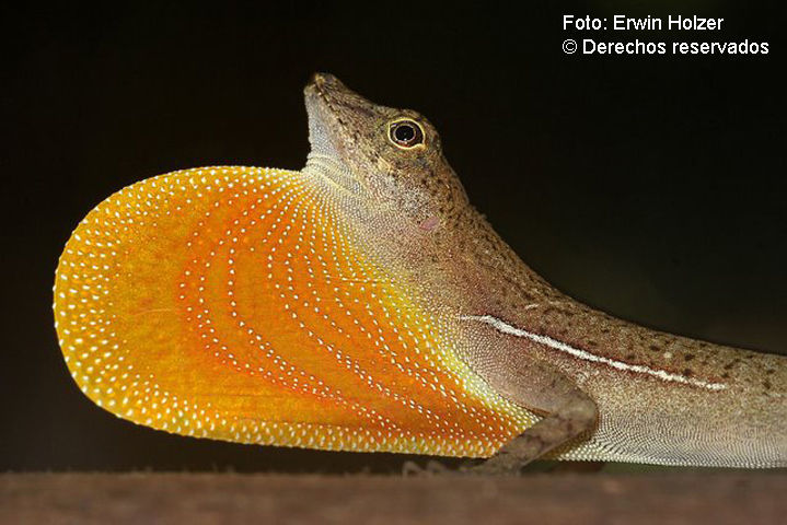 Image of <i>Norops polylepis</i> Peters 1873