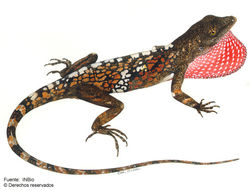 Image of <i>Norops pentaprion</i> Cope 1862