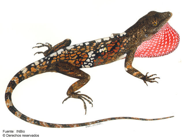 Image of <i>Norops pentaprion</i> Cope 1862