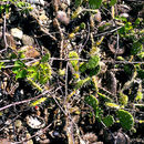 Image of <i>Opuntia guatemalensis</i> Britton & Rose