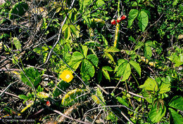 Image of <i>Opuntia guatemalensis</i> Britton & Rose