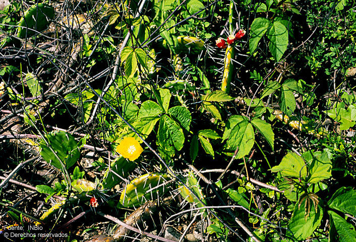 Image of <i>Opuntia guatemalensis</i> Britton & Rose