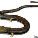 Image of Quarry Worm Salamander