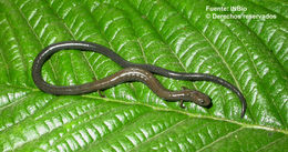 Image of Long-tailed Worm Salamander