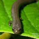Image of Long-tailed Worm Salamander