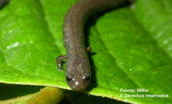 Oedipina gracilis Taylor 1952 resmi