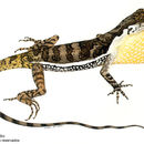 Image of <i>Norops lionotus</i> Cope 1861