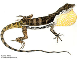 Image of <i>Norops lionotus</i> Cope 1861