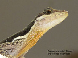 Image of <i>Norops lionotus</i> Cope 1861