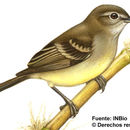 Image of Mouse-colored Tyrannulet