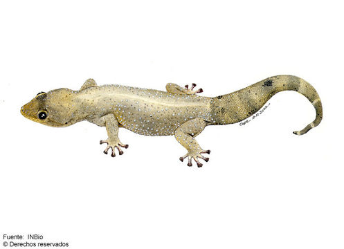 Image of Phyllodactylus tuberculosus Wiegmann 1834