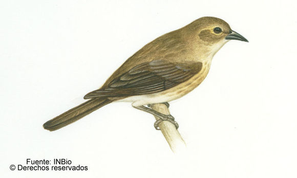 Слика од Pinaroloxias inornata (Gould 1843)